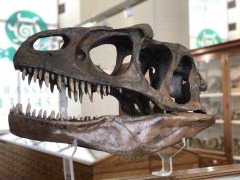 A photograph of a dinosaur skull at the Sedgewick museum in Cambridge