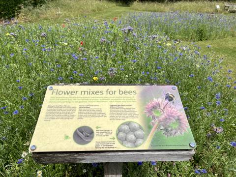 Photograph of an information board and flower meadow at the Cambridge Botanic Gardens on the subject of flowers for bees