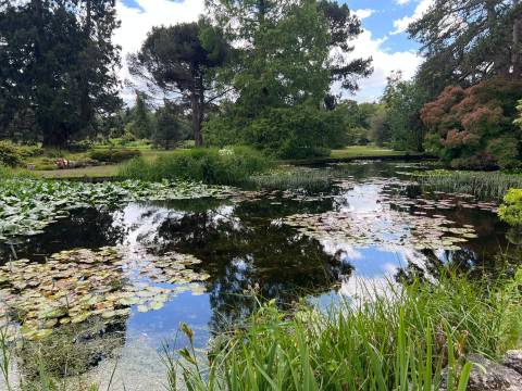 A photograph of the pond at the Botanic Gardens Cambridge.