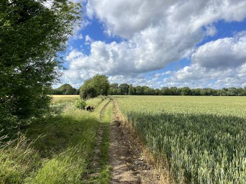 Photograph of a walking path between a chalk stream on the left and a crop field on the right