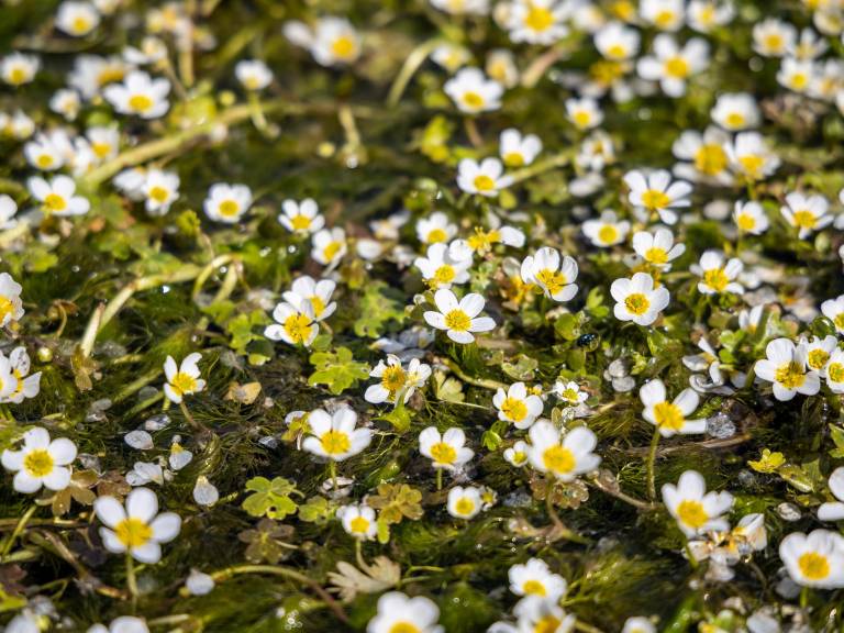 Photograph of Water Crowfoot. The flowers are small with 5 white petals around a yellow centre.