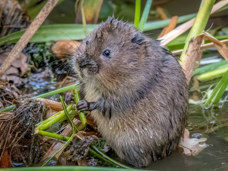 Photograph of a water vole holding a piece of green vegetation
