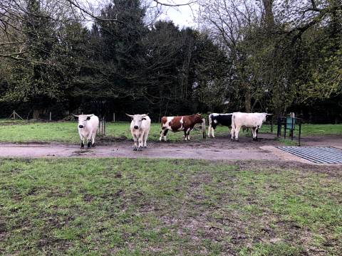 A photograph of some cows and a cattle grid on the Wimpole Estate.